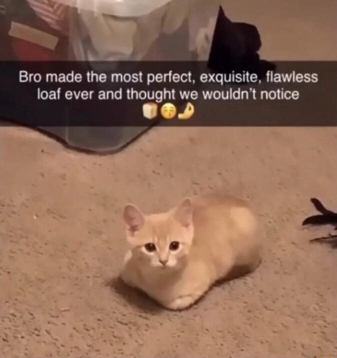 Bro made the most perfect exquisite flawless loaf ever and thought we wouldnt notice LY