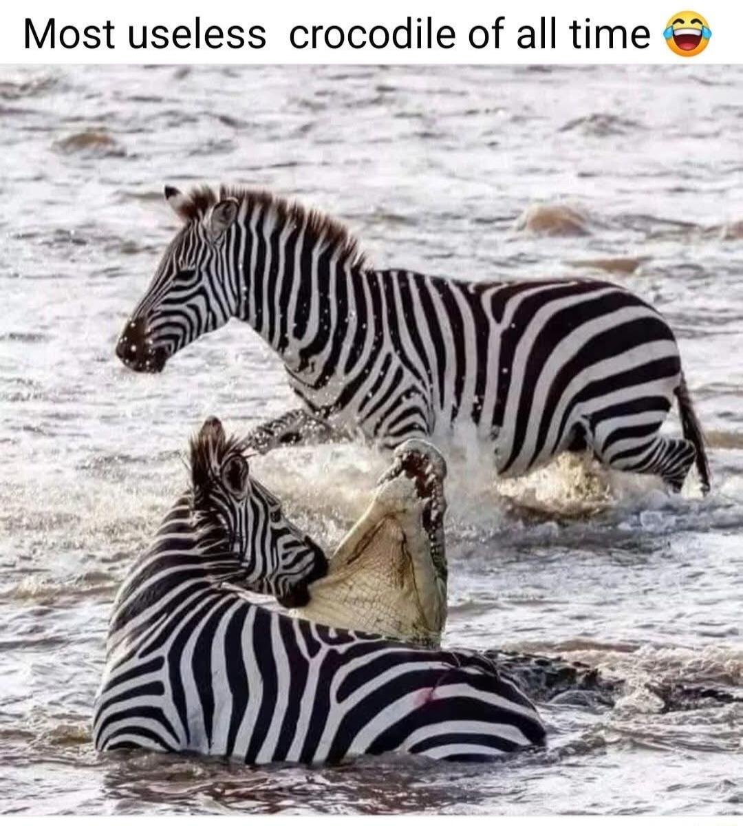 Most useless crocodile of all time 😂