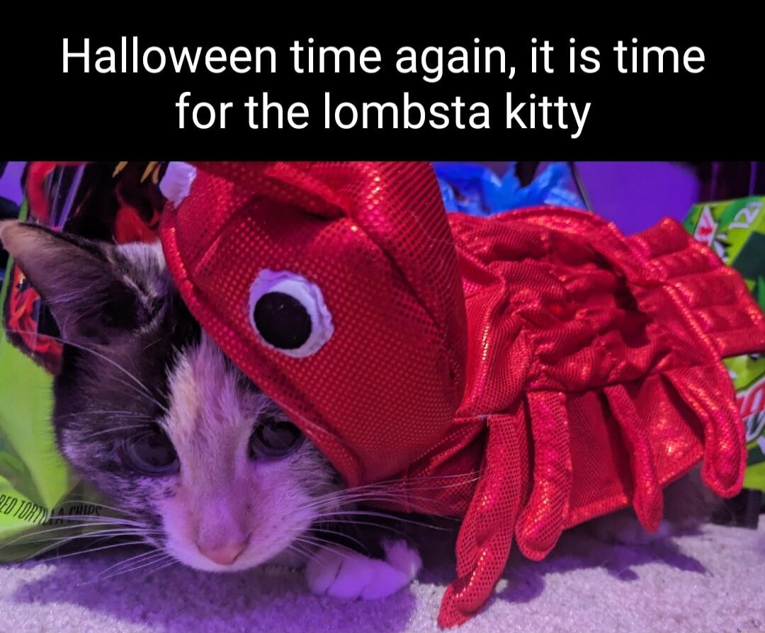 Halloween time again it is time for the lombsta kitty