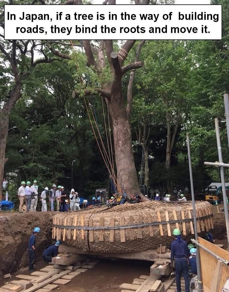 In Japan, if a tree is in the way of building roads, they bind the roots and move it.