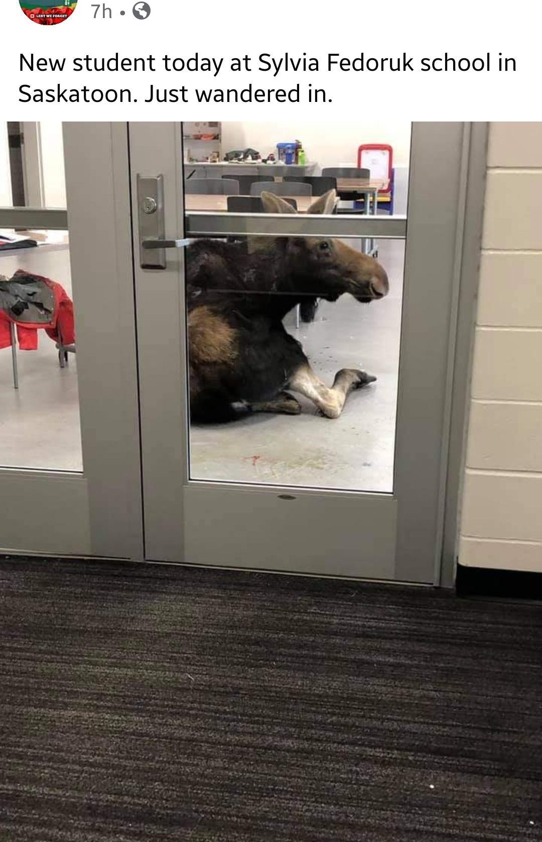 New student today at Sylvia Fedoruk school in Saskatoon Just wandered in