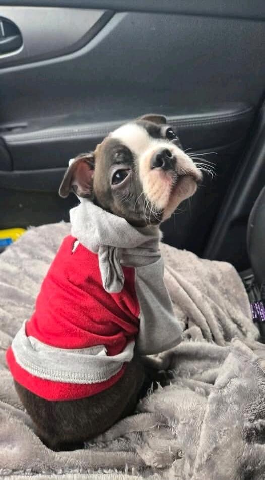A small dog wearing a grey and red hoodie sits on a soft blanket in the car, looking up with a curious expression.