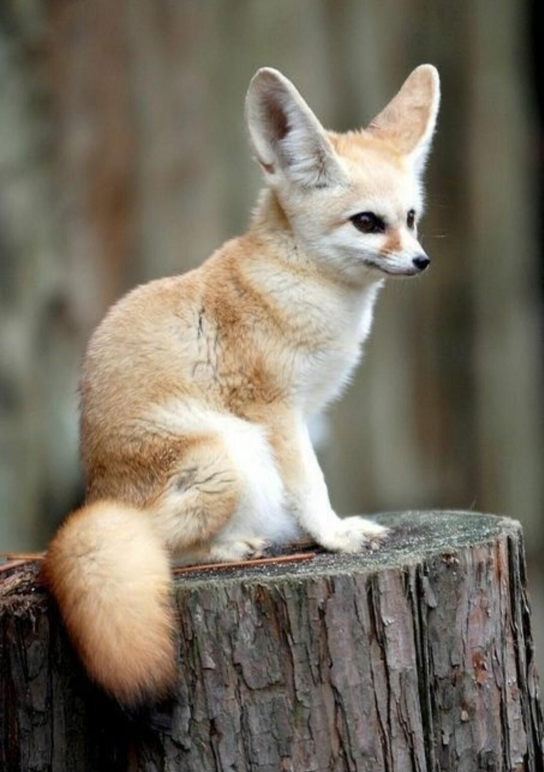 A small fennec fox sitting on a tree stump, looking to the side.