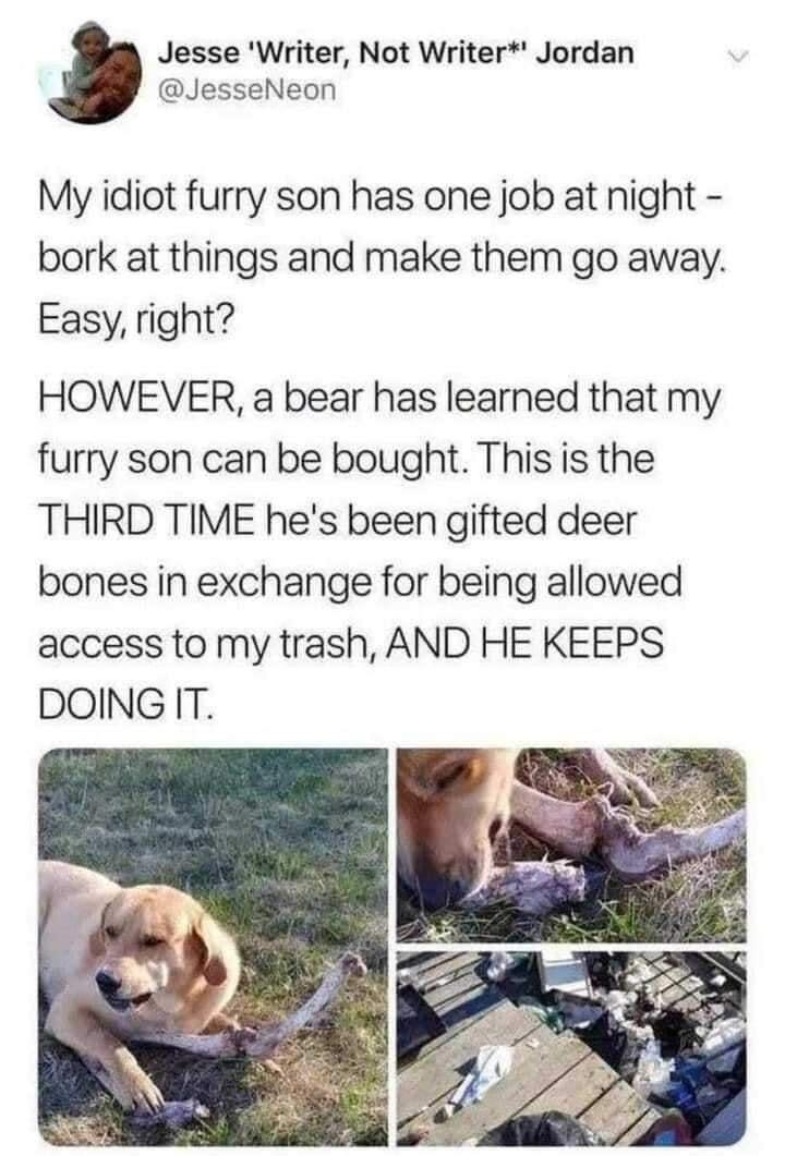 Jesse Writer Not Writer Jordan JesseNeon My idiot furry son has one job at night bork at things and make them go away Easy right HOWEVER a bear has learned that my furry son can be bought This is the THIRD TIME hes been gifted deer bones in exchange for being allowed access to my trash AND HE KEEPS DOINGIT QEIVERTEIVES reddit