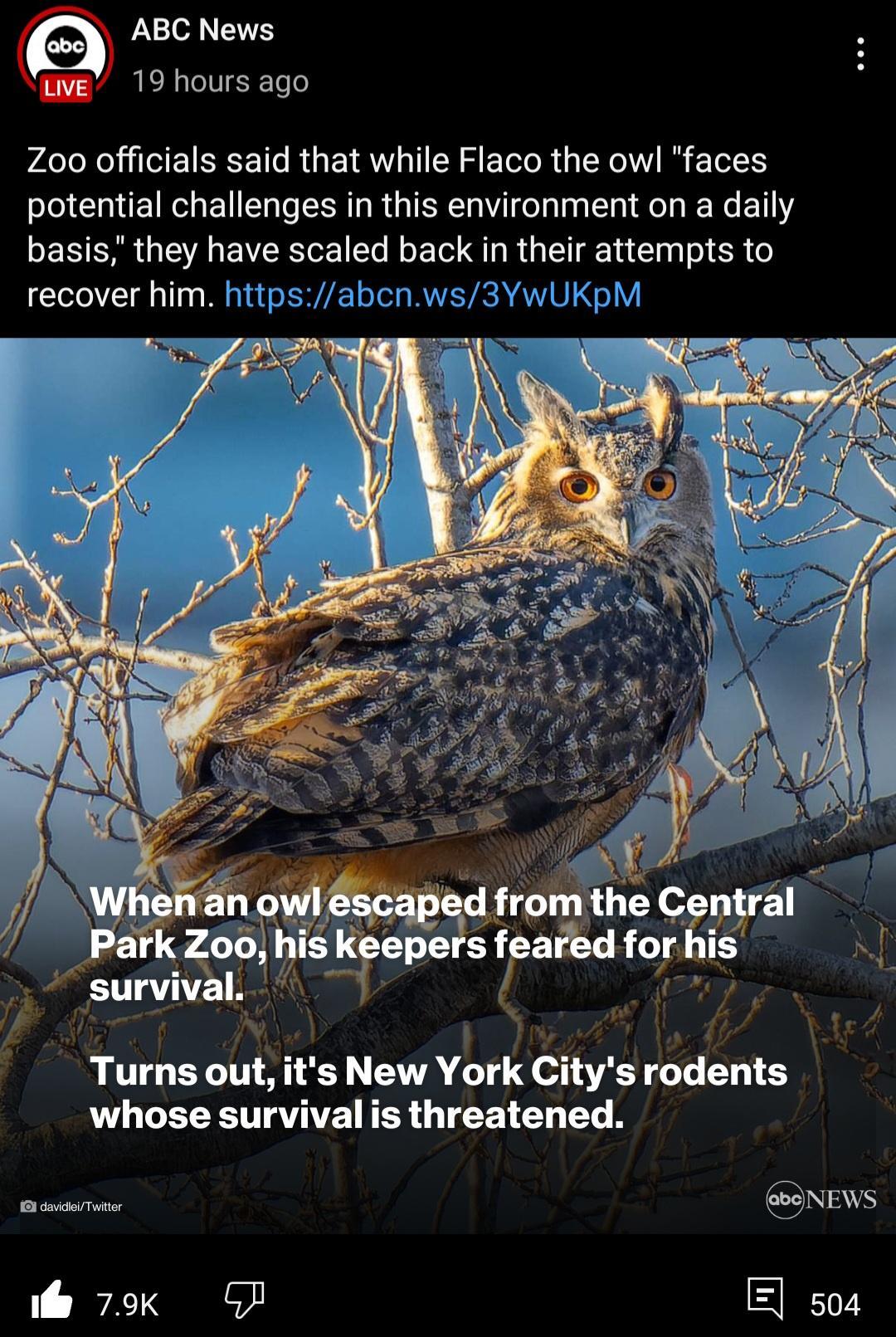 ABC News 19 hours ago Zoo officials said that while Flaco the owl faces potential challenges in this environment on a daily basis they have scaled back in their attempts to recover him httpsabcnws3 Y its New York Citys rodents ivalis threatened