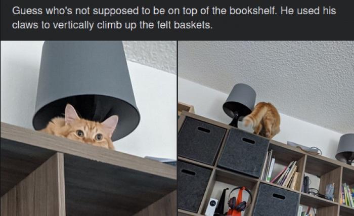 Guess whos not supposed 0 be on top of the bookshelf He used his claws to vertically climb up the felt baskets