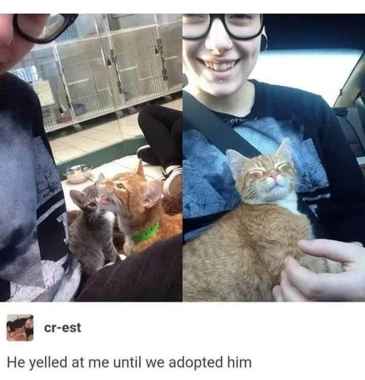 cr est He yelled at me until we adopted him