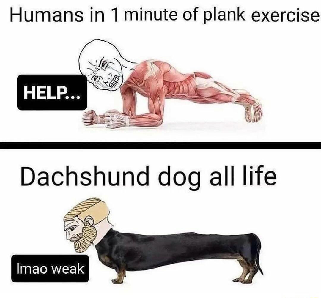 Humans in 1 minute of plank exercise IEGRITEES