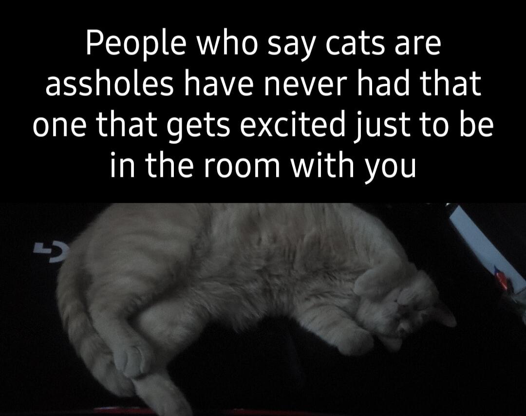 People who say cats are assholes have never had that one that gets excited just to be RGN R R
