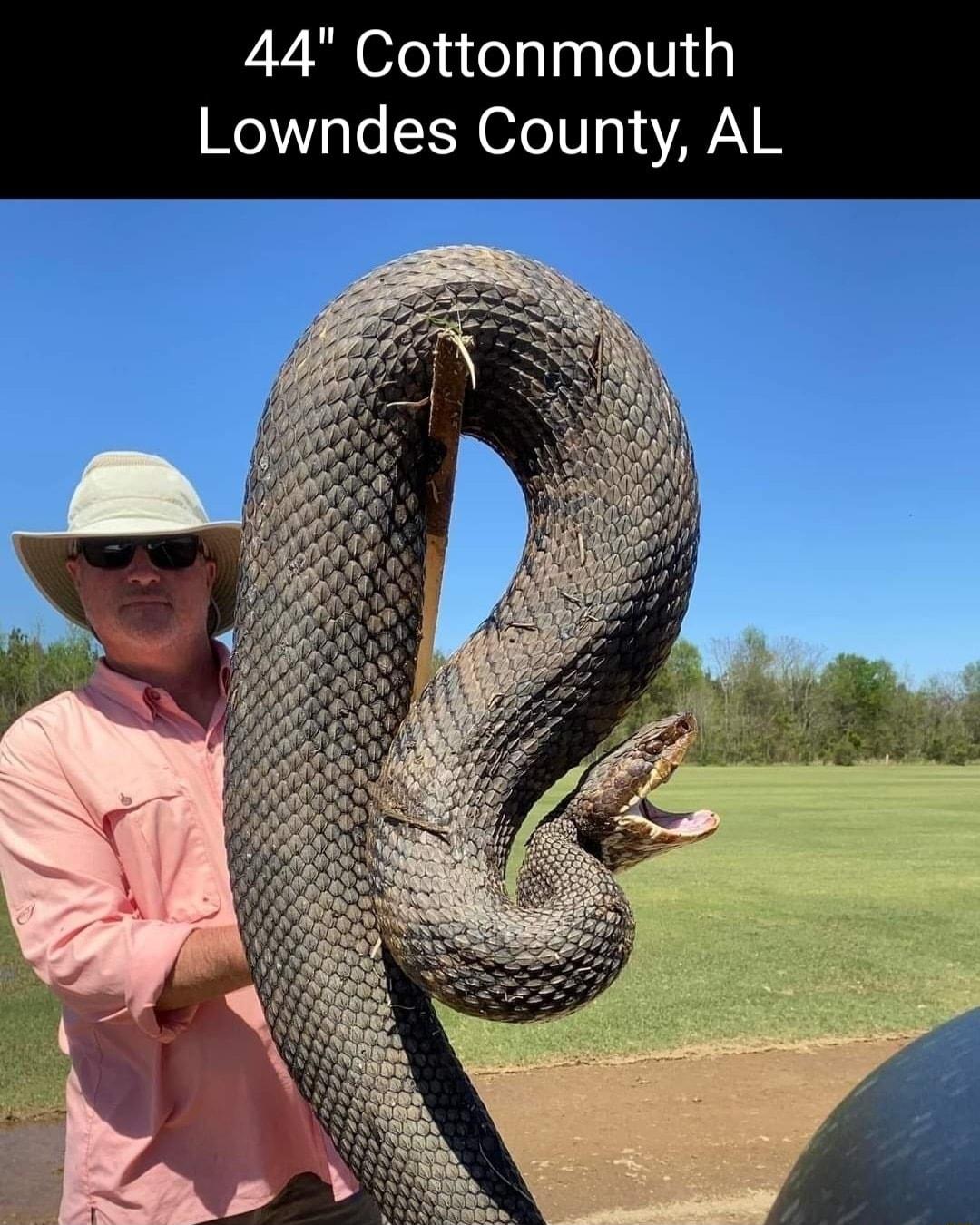 44 Cottonmouth Lowndes County AL