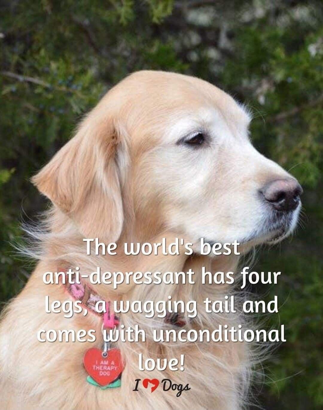 The world's best anti-depressant has four legs, a wagging tail and comes with unconditional love! I ❤️ Dogs. I AM A THERAPY DOG.