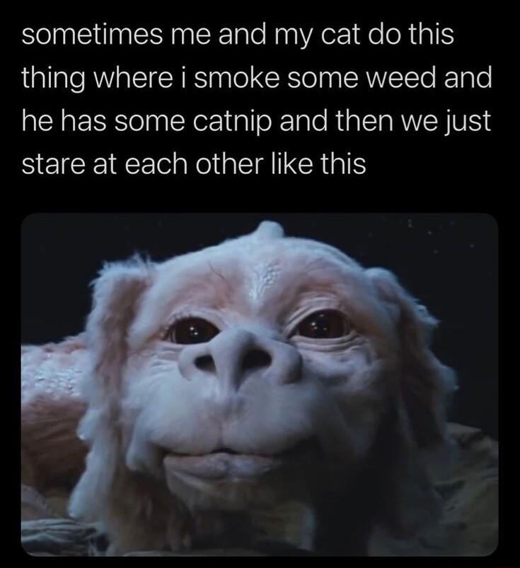sometimes me and my cat do this thing where i smoke some weed and he has some catnip and then we just stare at each other like this