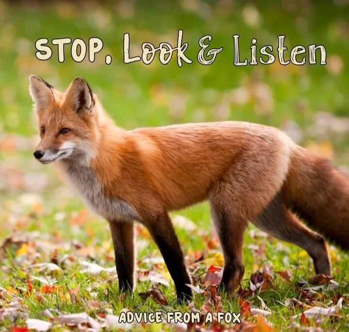 STOP, Look & Listen
ADVICE FROM A FOX
