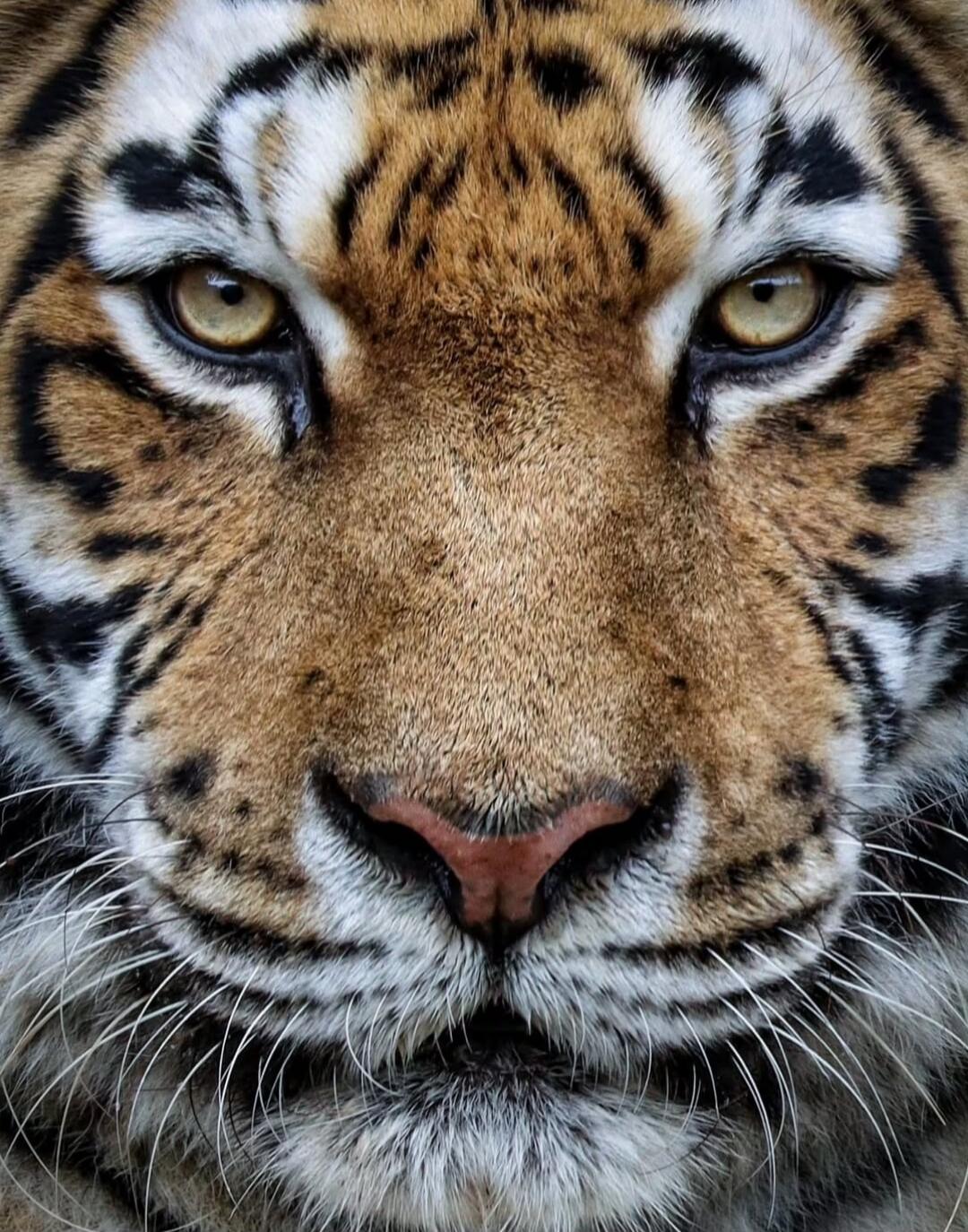 Tiger face close-up. The image shows a tiger's intense facial features with golden eyes and distinctive orange-black stripes.