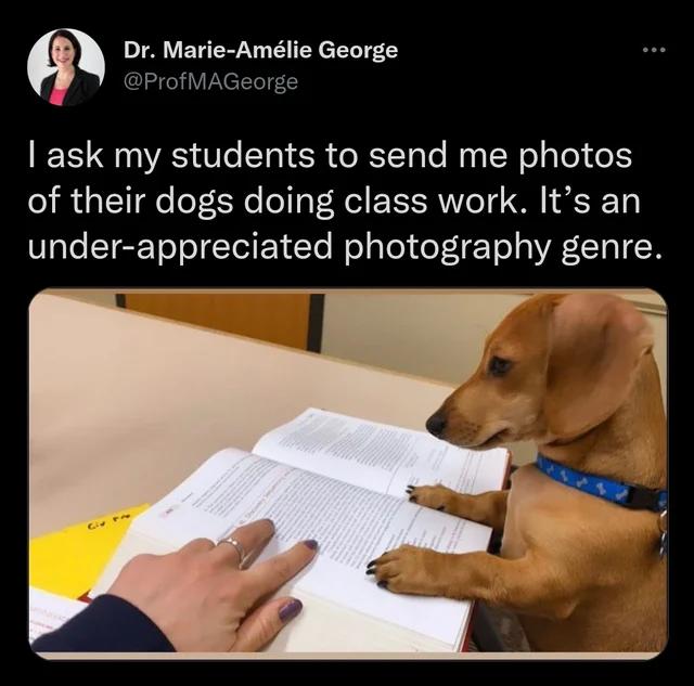 Dr Marie Amlie George ask my students to send me photos of their dogs doing class work Its an under appreciated photography genre