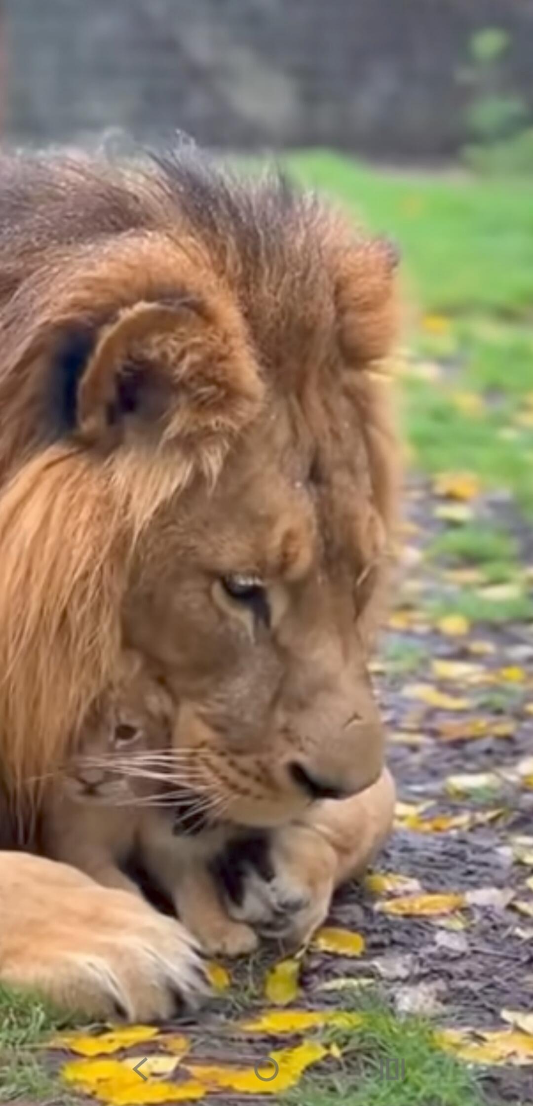 An adult lion lies beside a lion cub on the ground, the adult looking down at the cub as they rest among scattered autumn leaves.