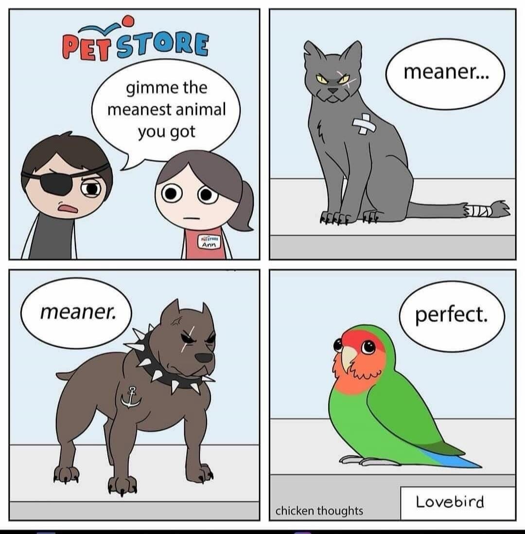 PET STORE, gimme the meanest animal you got, meaner..., meaner., perfect., chicken thoughts, Lovebird