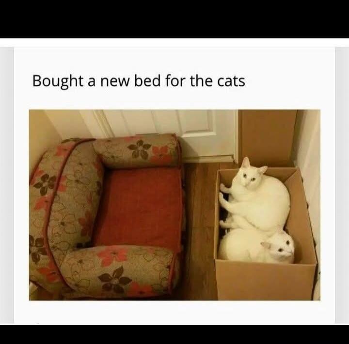 Bought a new bed for the cats