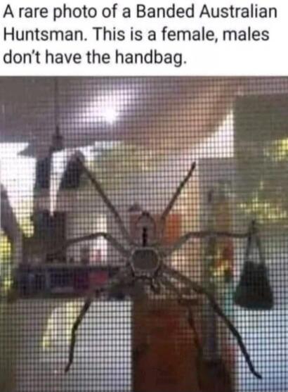 A rare photo of a Banded Australian Huntsman. This is a female, males don't have the handbag.