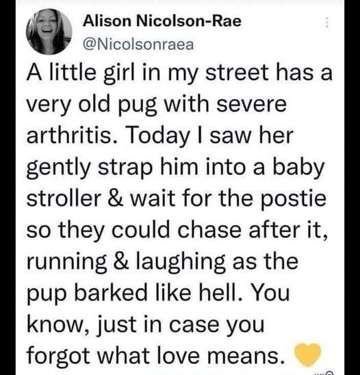 Alison Nicolson Rae Nicolsonraea A little girl in my street has a very old pug with severe arthritis Today saw her gently strap him into a baby stroller wait for the postie so they could chase after it running laughing as the pup barked like hell You know just in case you forgot what love means 109 04 Jul 22 Twitter for Android