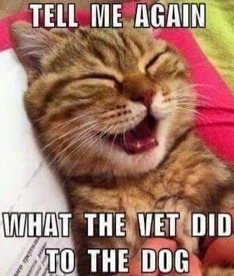 TELL ME AGAIN WHAT THE VET DID TO THE DOG