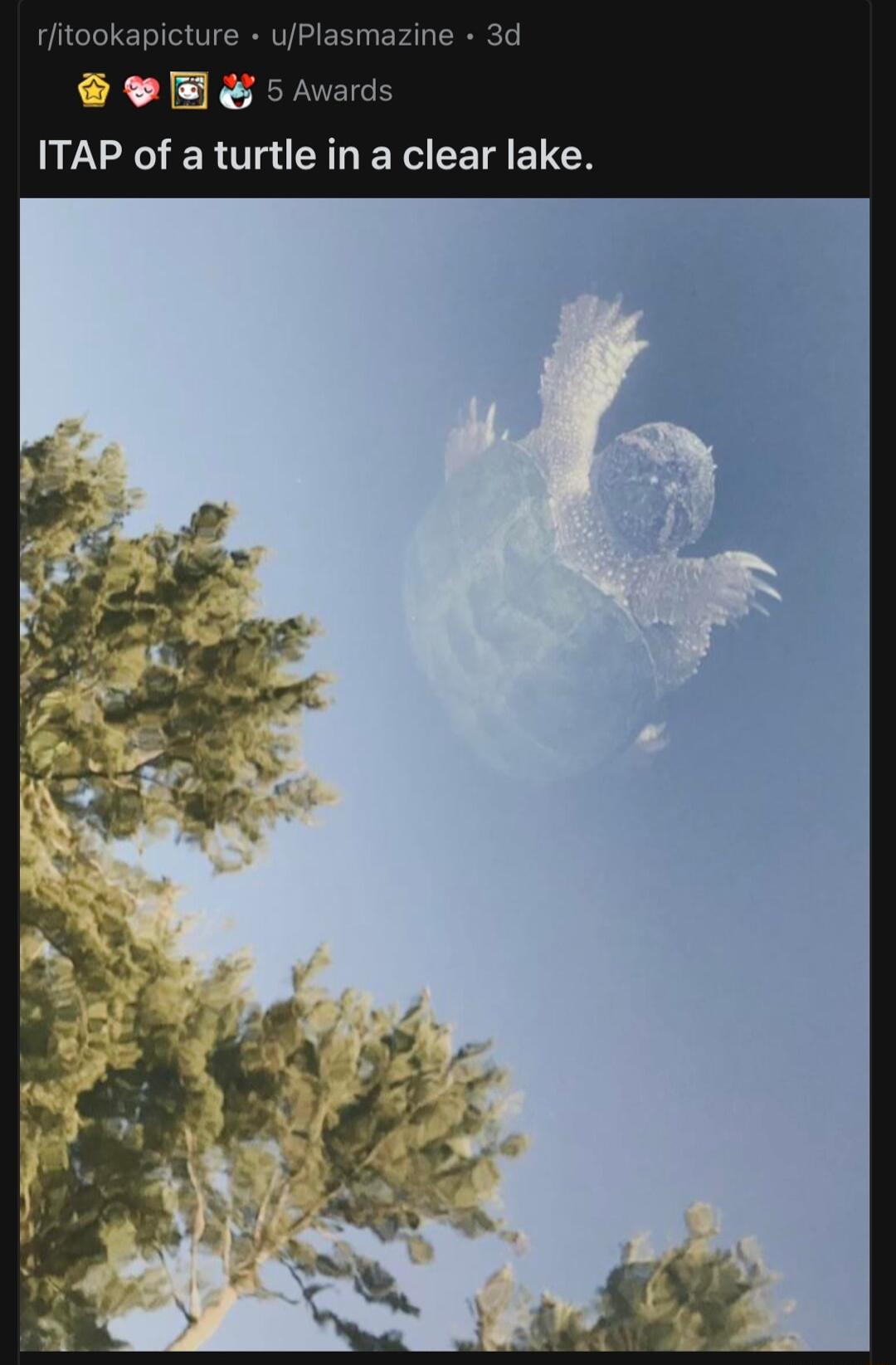rfitookapicture uPlasmazine 3d deEes ITAP of a turtle in a clear lake