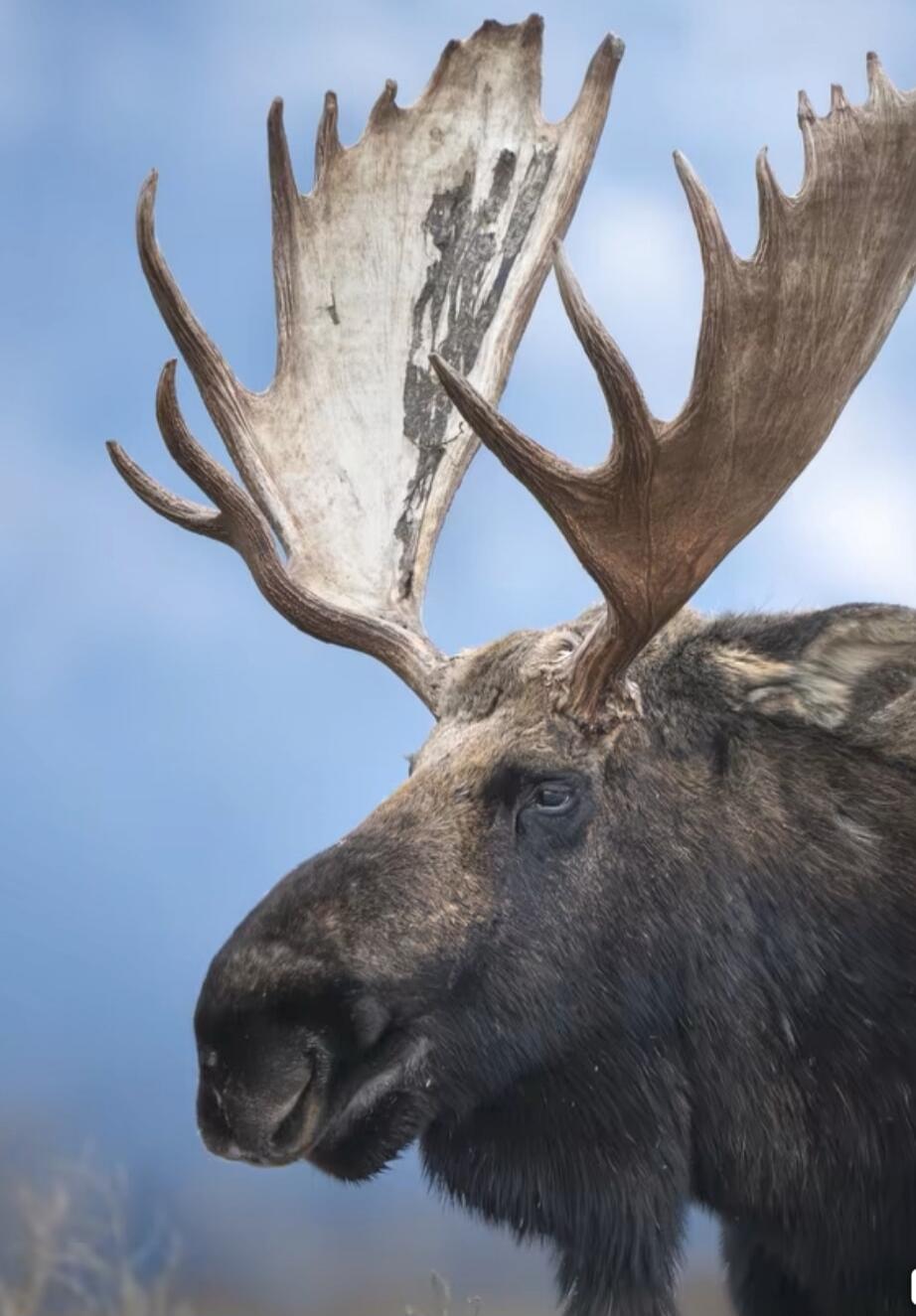A close-up portrait of a moose with large antlers against a blue sky.