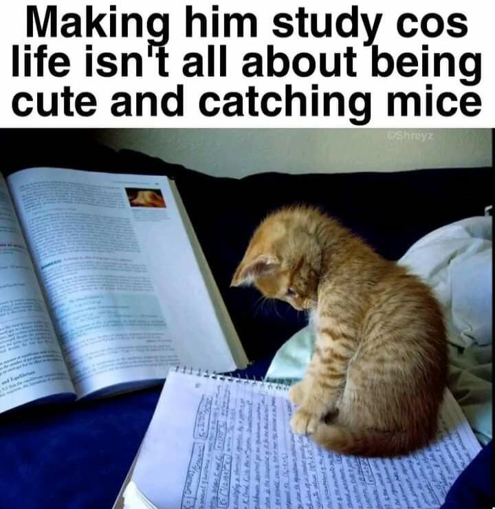 Making him study cos life isnt all about being cute and catching mice