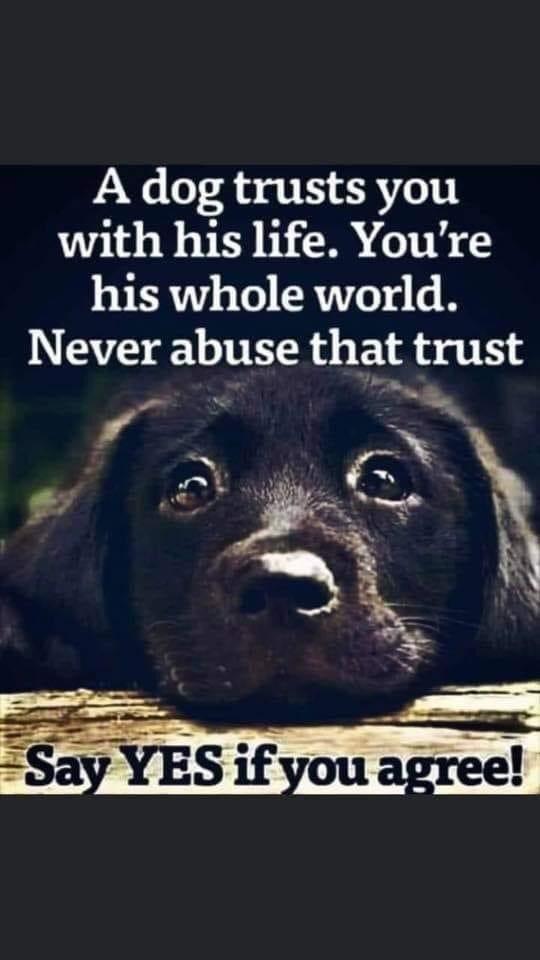 A dog trusts you with his life Youre his whole world Never abuse that trust