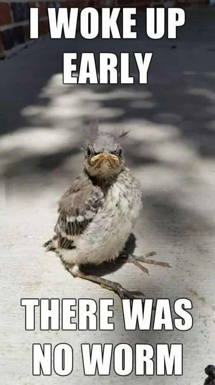 I WOKE UP EARLY THERE WAS NO WORM