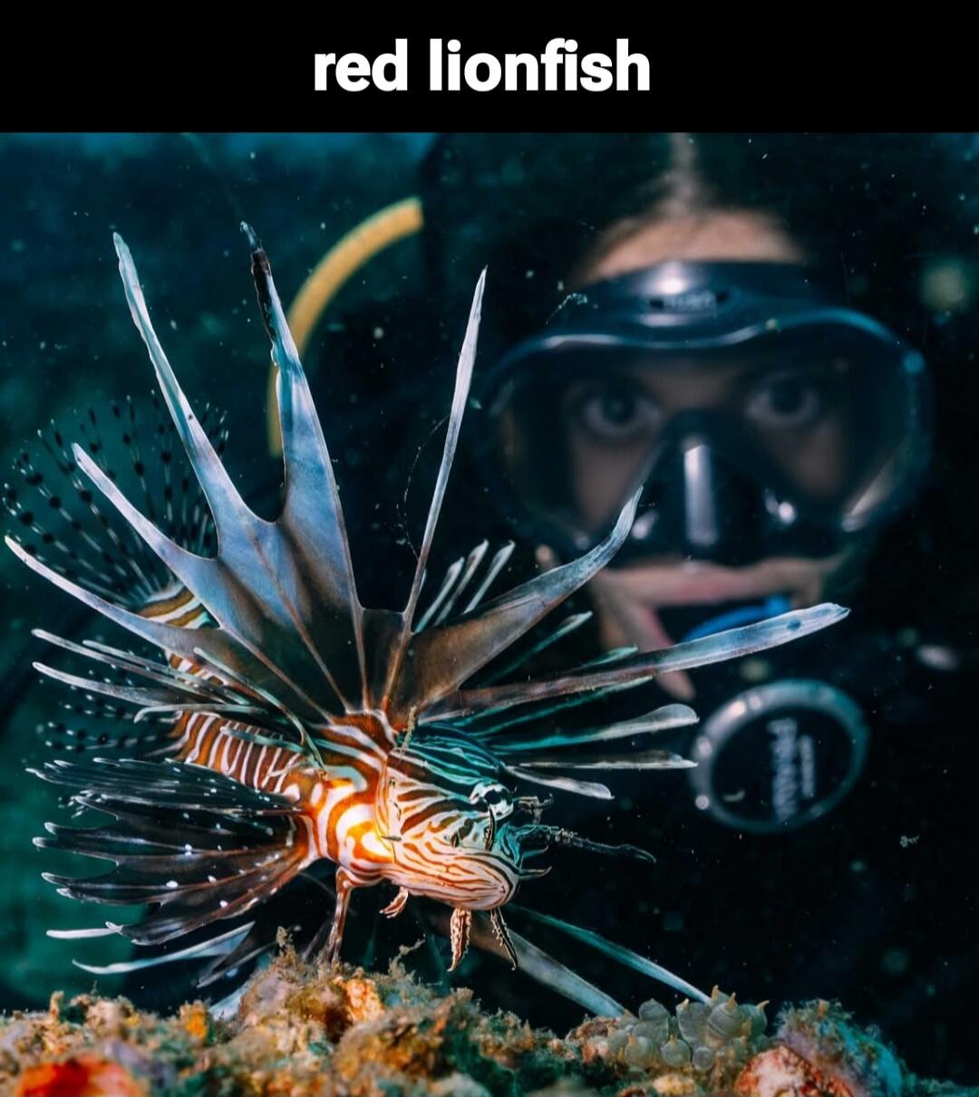 red lionfish