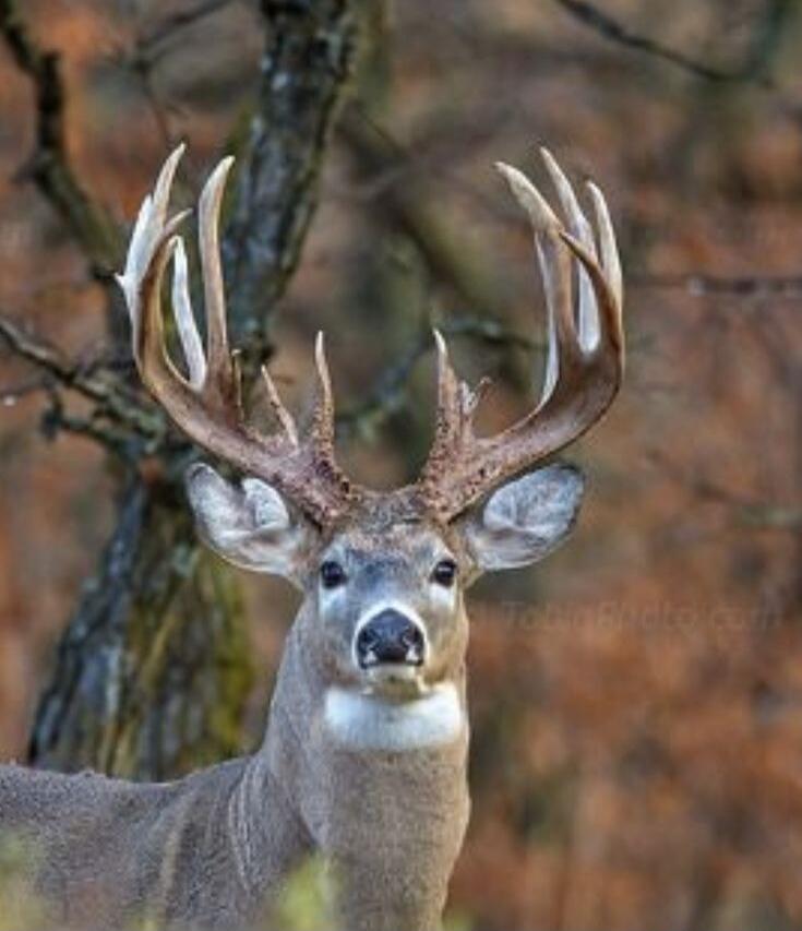 A deer with large antlers standing in a forest.