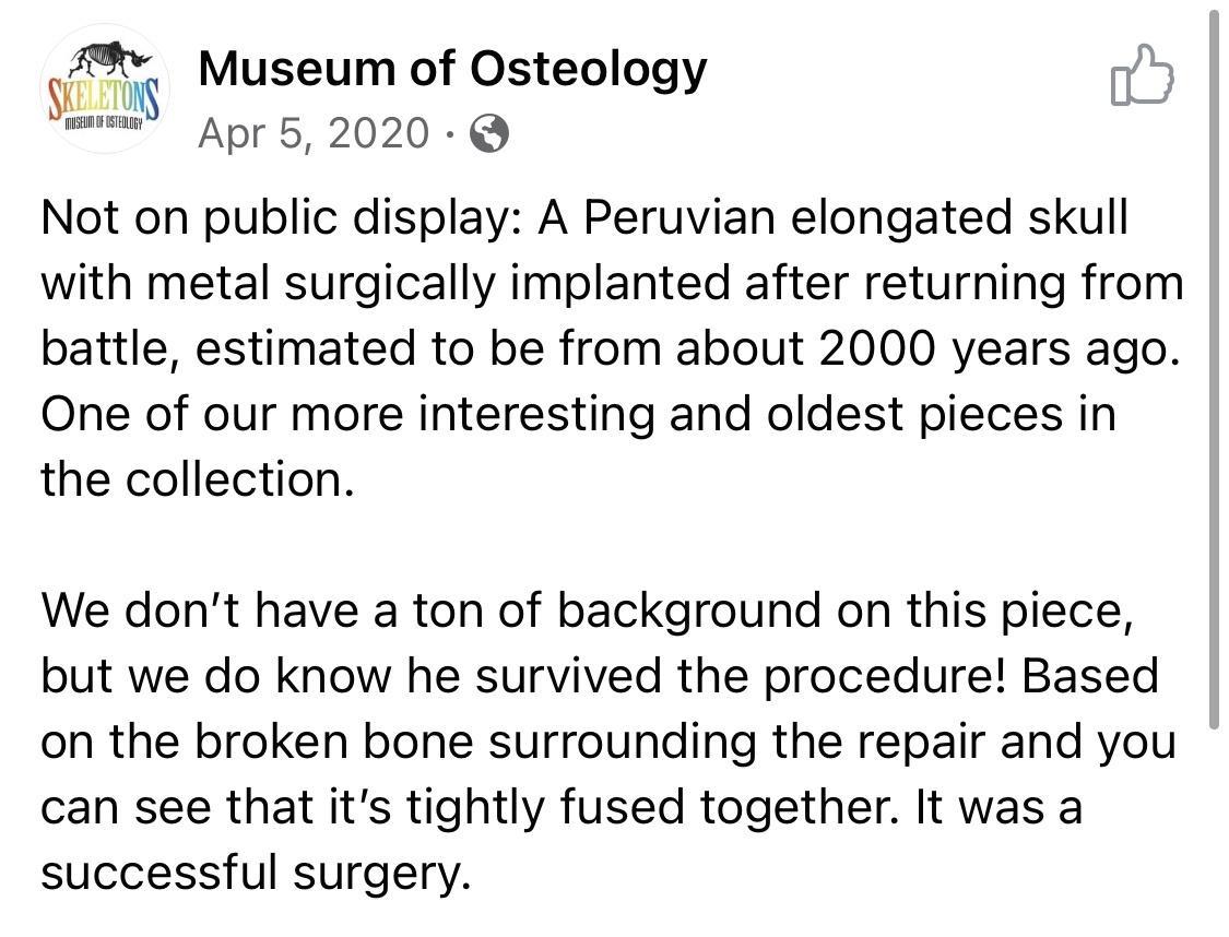 SK Museum of Osteology MUSEU O BSTEDL G Apr 5 2020 6 Not on public display A Peruvian elongated skull with metal surgically implanted after returning from battle estimated to be from about 2000 years ago One of our more interesting and oldest pieces in the collection We dont have a ton of background on this piece but we do know he survived the procedure Based on the broken bone surrounding the rep