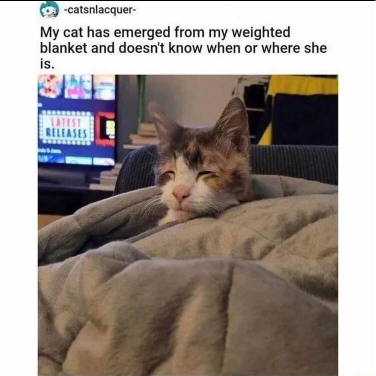 3 catsnlacquer My cat has emerged from my weighted blanket and doesnt know when or where she
