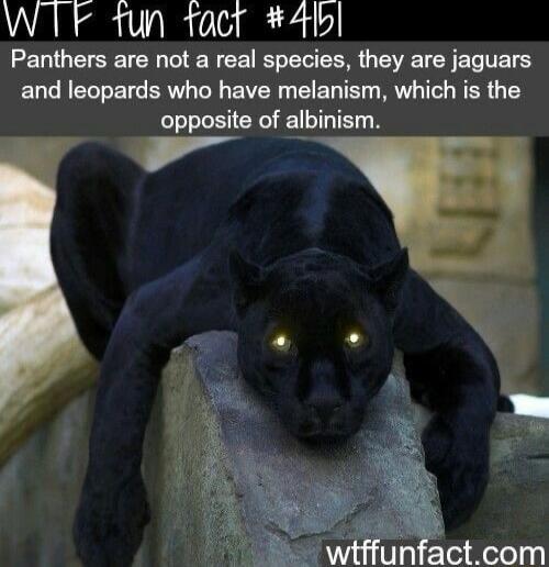 WTF 1un tacr 4bl Panthers are not a real species they are jaguars and leopards who have melanism which is the opposite of albinism