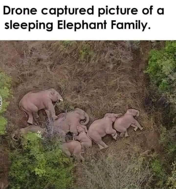 Drone captured picture of a sleeping Elephant Family AL esy A