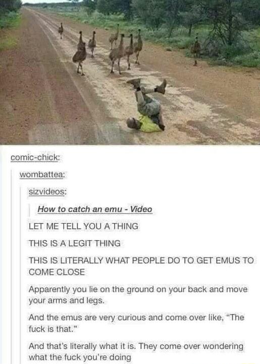 How to catch an emu Video LET ME TELL YOU A THING THIS IS A LEGIT THING THIS IS LITERALLY WHAT PEOPLE DO TO GET EMUS TO COME CLOSE Apparently you lie on the ground on your back and move your arms and legs And the emus are very curious and come over like The fuck s that And thats literally what it is They come over wondering what the fuck youre doing