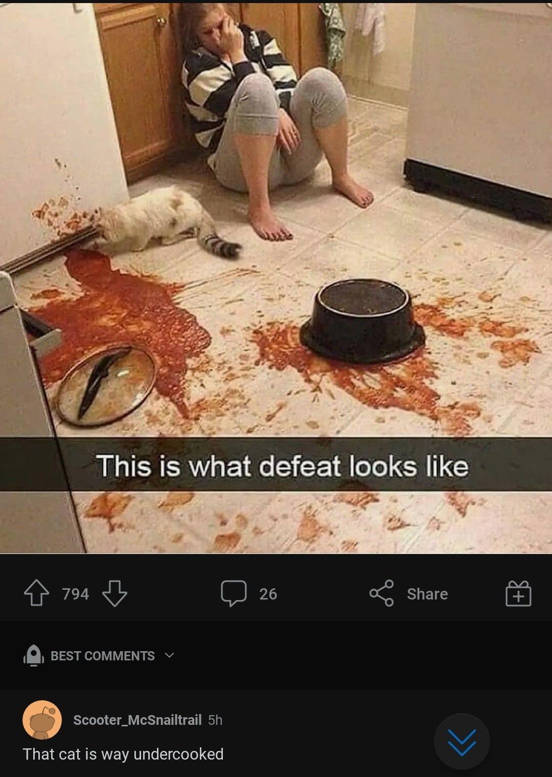 798 I Q BEST COMMENTS v Scooter_McSnailtrail 5h That cat is way undercooked
