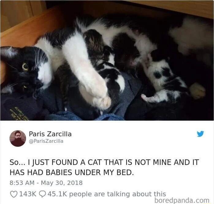 Paris Zarcilla So 1 JUST FOUND A CAT THAT IS NOT MINE AND IT HAS HAD BABIES UNDER MY BED