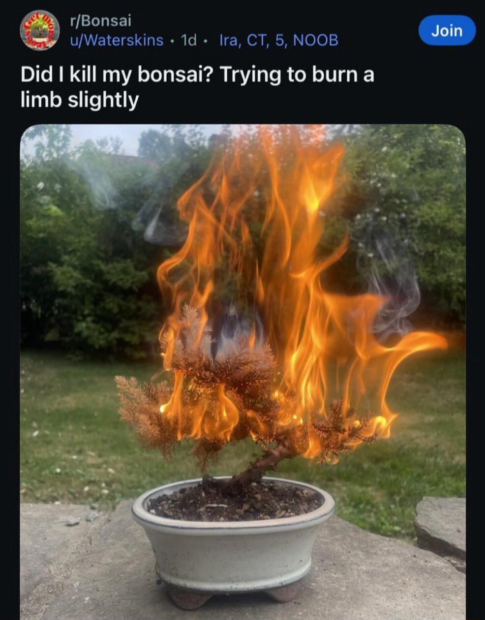 Did I kill my bonsai? Trying to burn a limb slightly