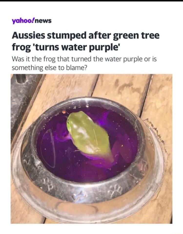 yahoonews Aussies stumped after green tree frog turns water purple Was it the frog that turned the water purple or is something else to blame