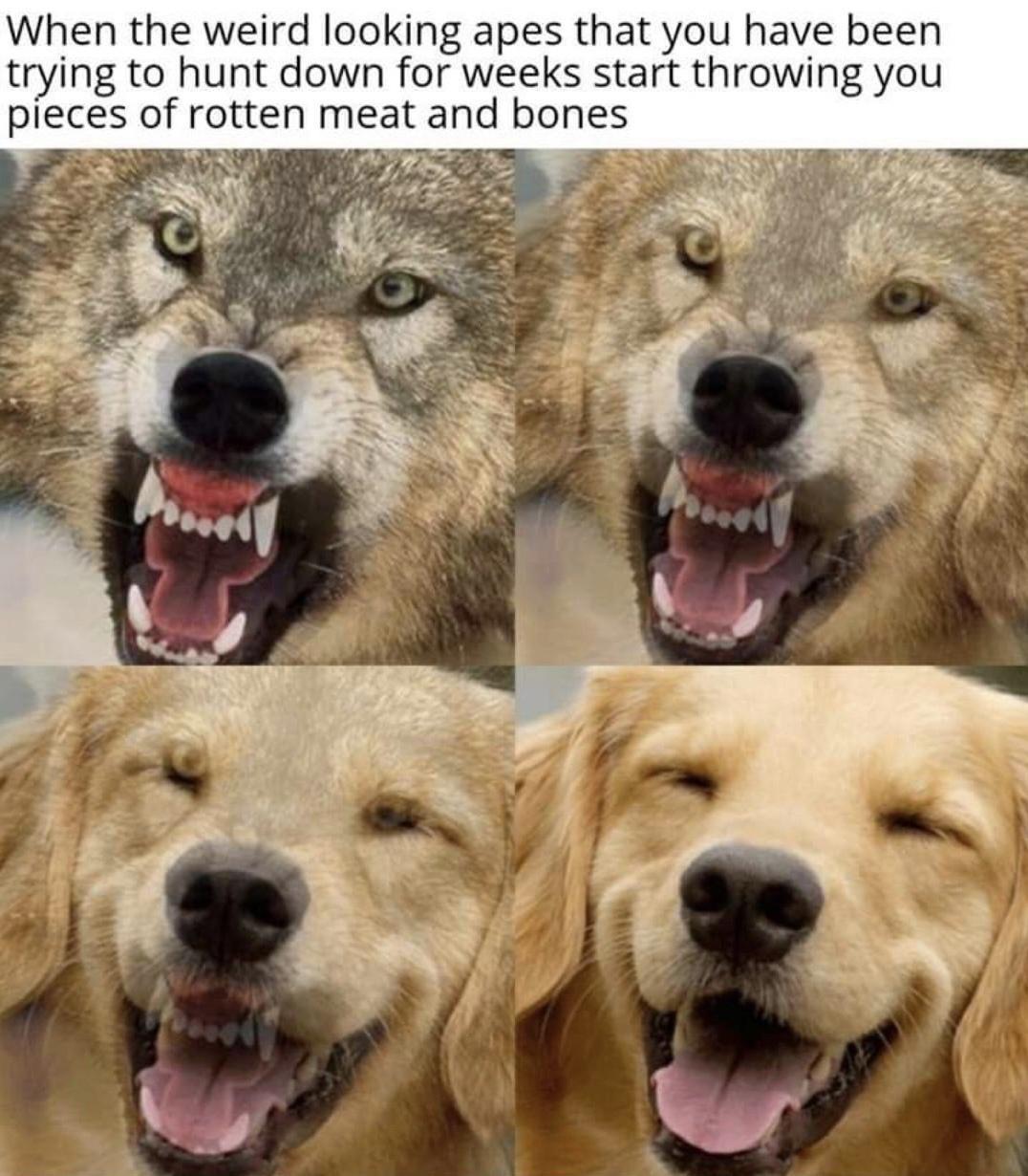 When the weird looking apes that you have been trying to hunt down for weeks start throwing you pieces of rotten meat and bones B b T s
