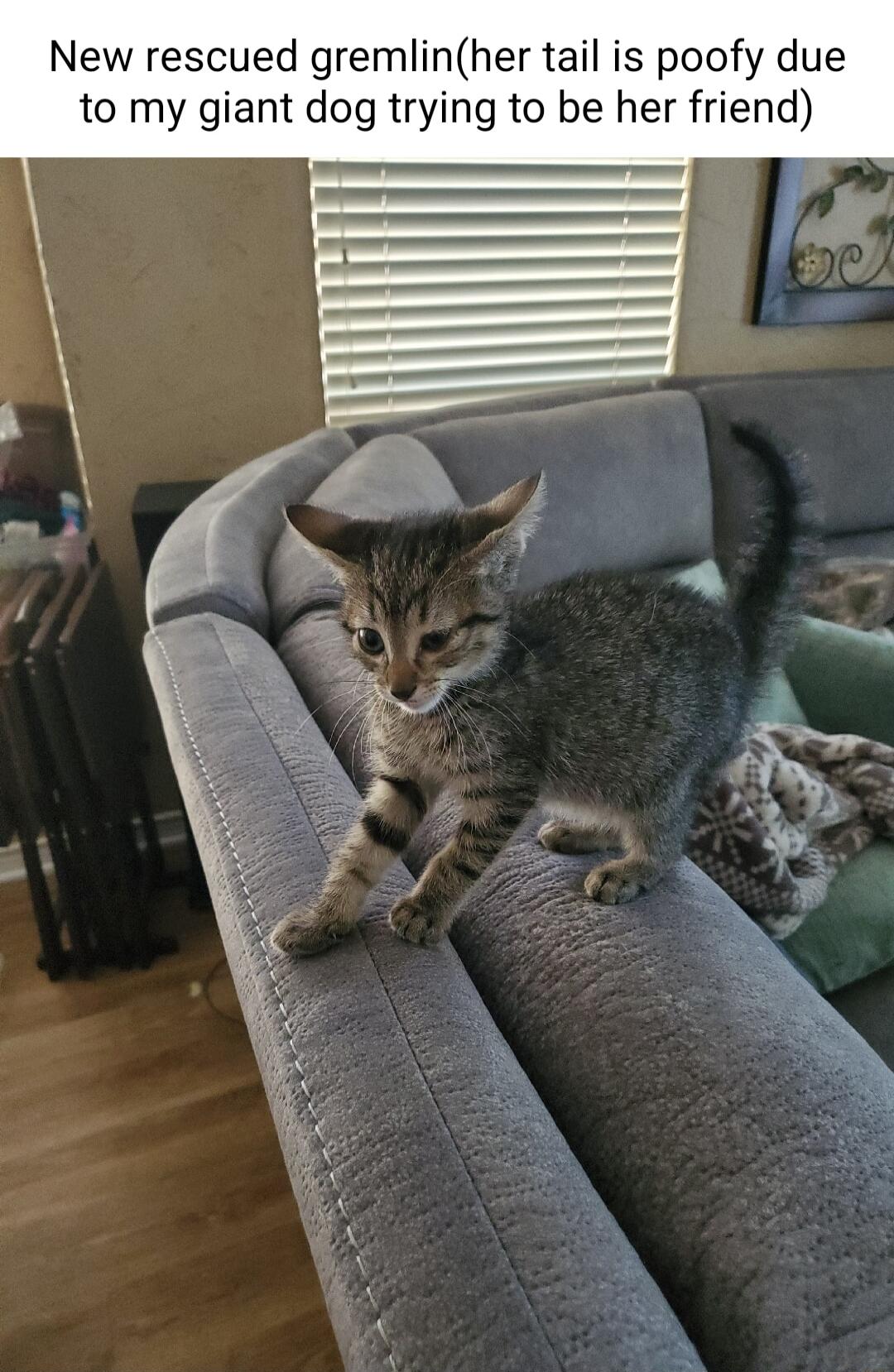 New rescued gremlinher tail is poofy due to my giant dog trying to be her friend