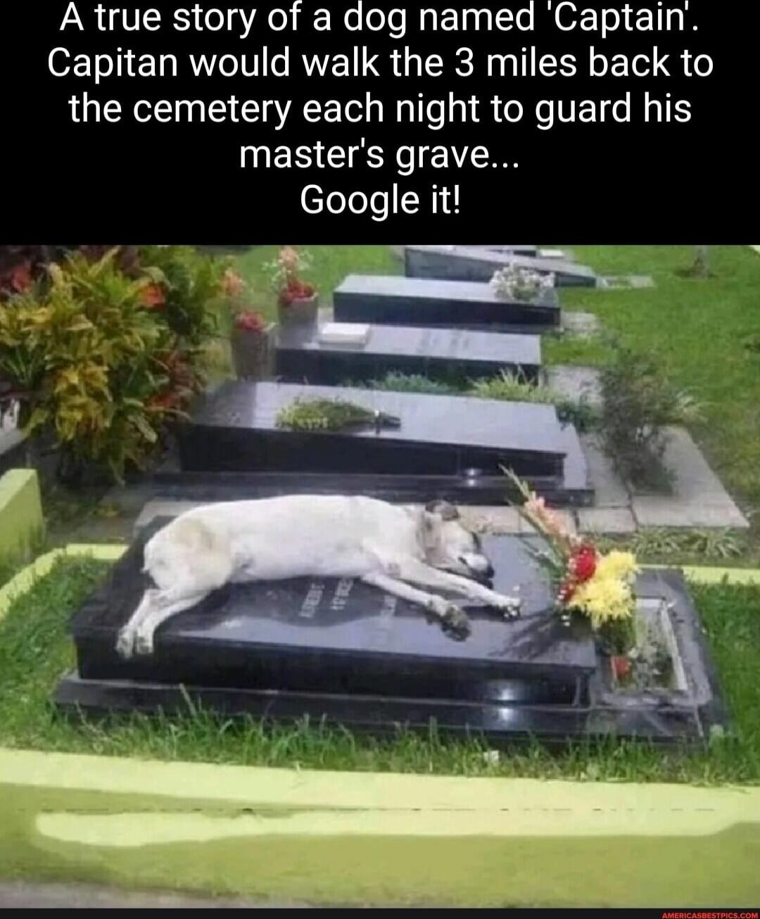 AR VRS og4e Ne T Iyt Ty To O sl T Capitan would walk the 3 miles back to the cemetery each night to guard his NES IS0 efeleteH11