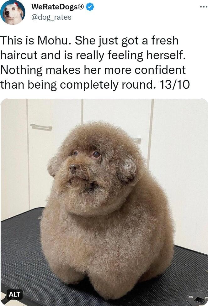 M WeRateDogs dog _rates This is Mohu She just got a fresh haircut and is really feeling herself Nothing makes her more confident than being completely round 1310