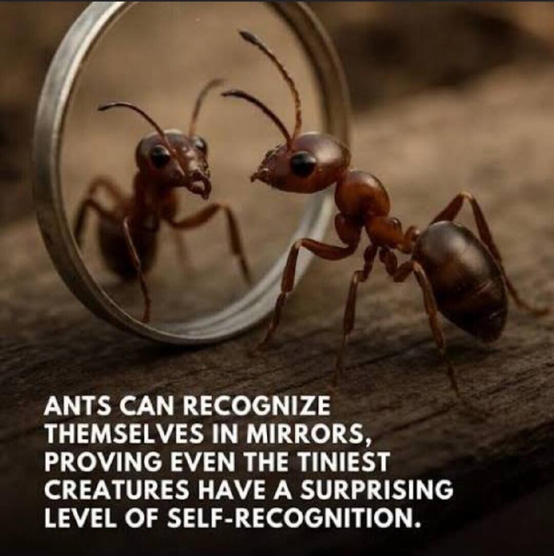 ANTS CAN RECOGNIZE THEMSELVES IN MIRRORS, PROVING EVEN THE TINIEST CREATURES HAVE A SURPRISING LEVEL OF SELF-RECOGNITION.