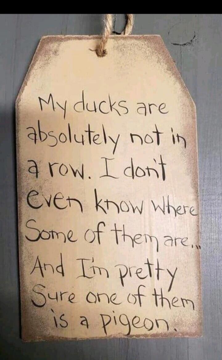 My ducks are absolutely not in a row. I don't even know where some of them are... And I'm pretty sure one of them is a pigeon.
