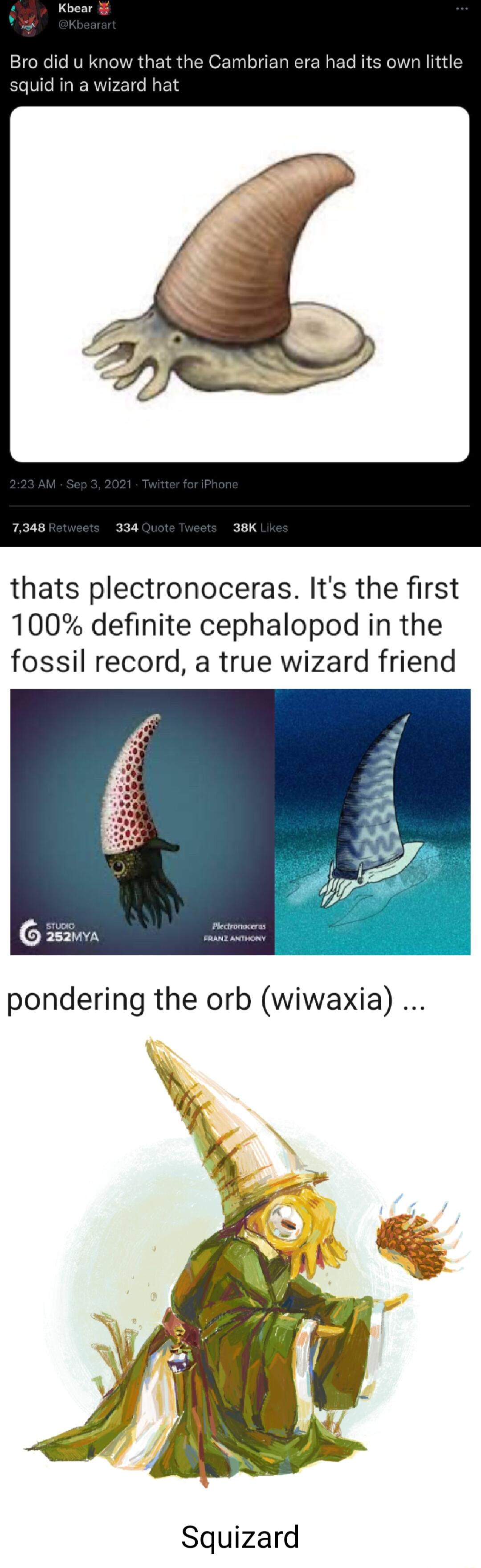 thats plectronoceras Its the first 100 definite cephalopod in the fossil record a true wizard friend Squizard