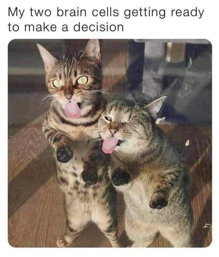 My two brain cells getting ready to make a decision