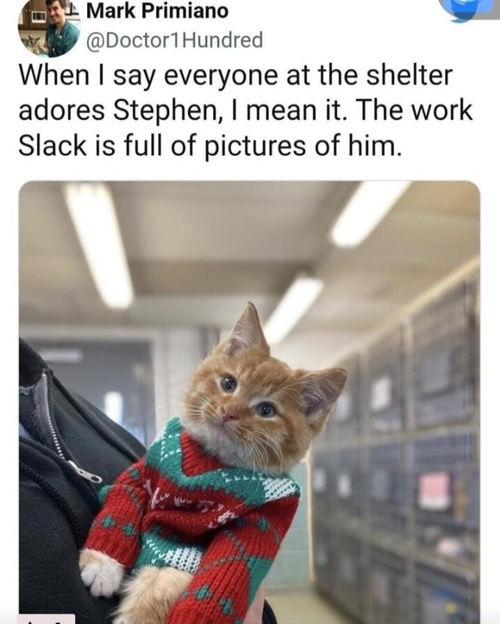 L Mark Primiano Doctor1Hundred When say everyone at the shelter adores Stephen mean it The work Slack is full of pictures of him